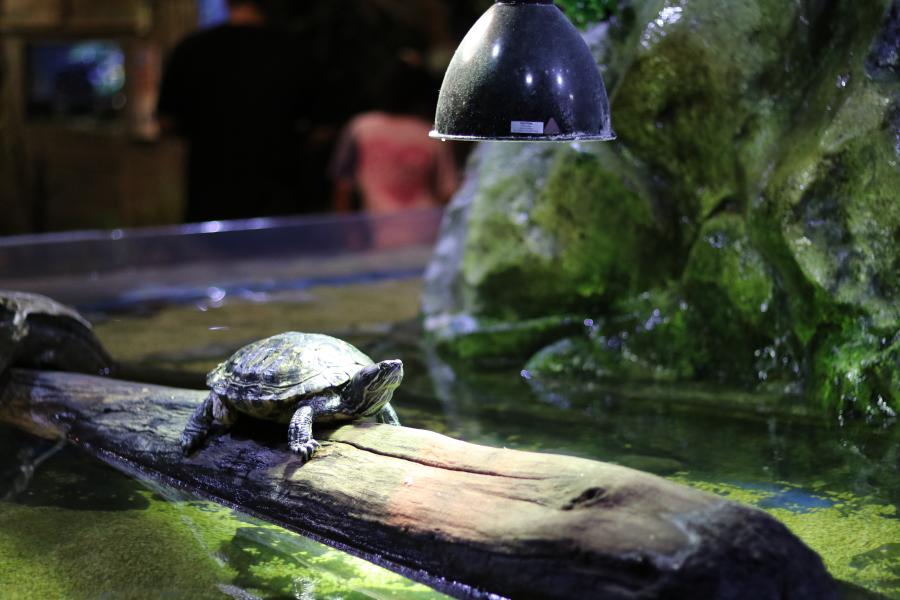 Image of turtle sunbathing under a lamp at the Greater Cleveland Aquarium