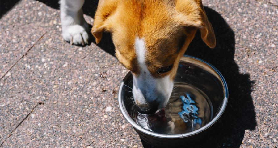 A beagle drinks water from a metal dog bowl