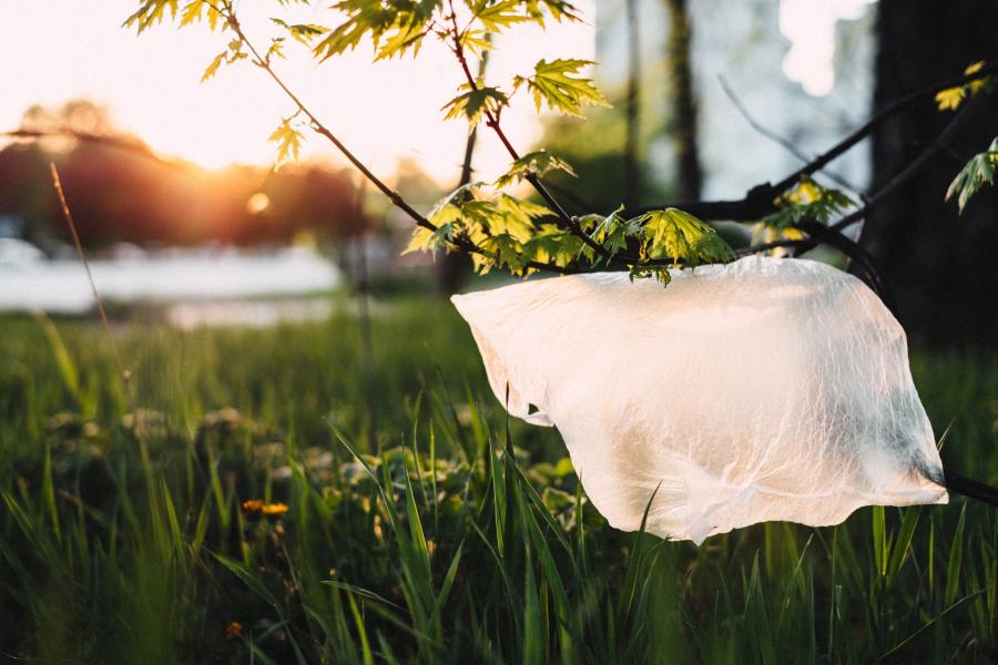 A plastic bag caught in the branch of a tree next to a river bank